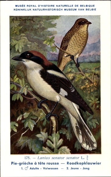 Kunstenaar Ak Dupond, H., Lanius senator senator, roodharige klauwier, nr.175