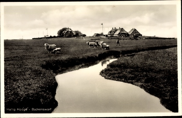 Postcard Hallig Hooge in North Friesland, Backenswarf, flock of sheep, brook