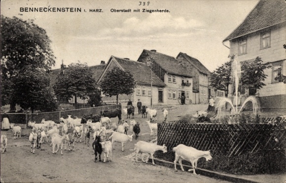 Ak Benneckenstein Oberharz, bovenstad met kudde geiten, fontein