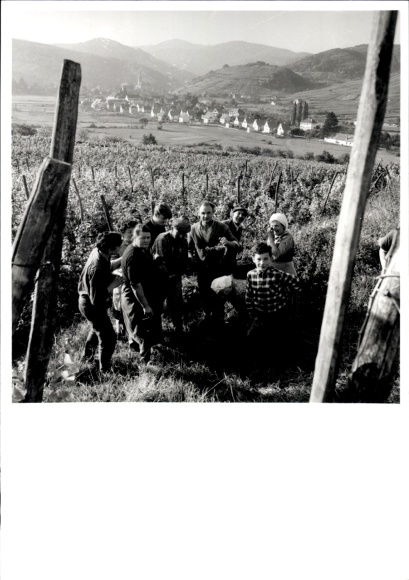 Foto Weinlese im Elsass, Fotograf Europ Flash, Andlau, Straßburg