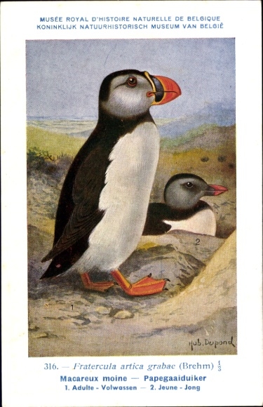 Künstler Ak Dupond, Hub., Macareux moine, Papegaaiduiker, Nr 316