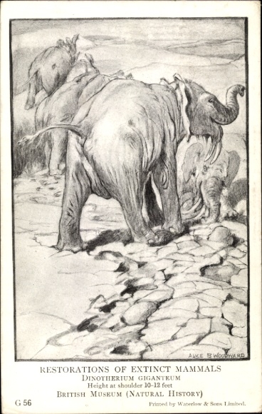 Artist PC Restorations of Extinct Mammals, Dinotherium Giganteum, British Museum
