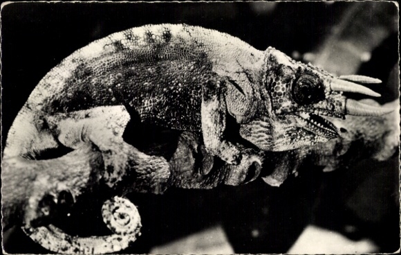 Postcard African fauna, male chameleon