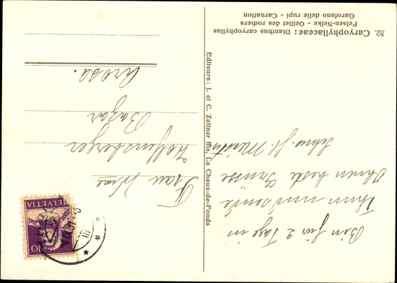 Artist Postcard Caryophyllaceae, Dianthus caryophyllus, Felsennelke