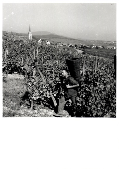 Foto Weinlese im Elsass, Europ Flash, Andlau, Straßburg