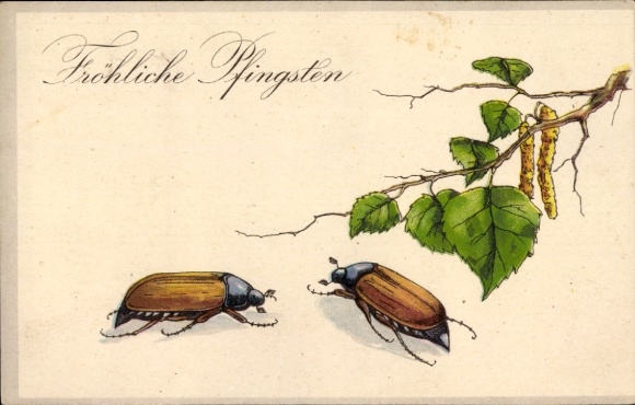 Chromo-Litho congratulations, Pentecost, cockchafer