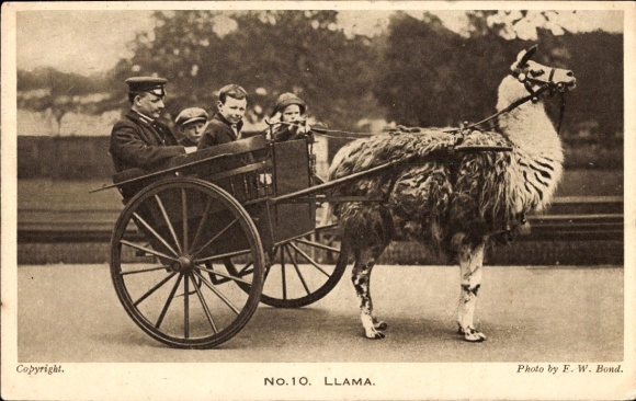 Postcard Lama pulling a carriage, man, children