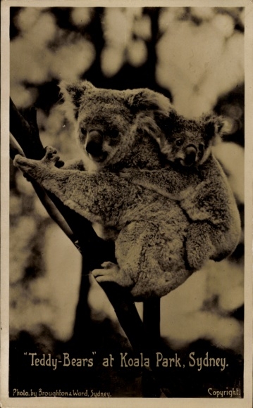 Postcard Sydney Australia, teddy bears in Koala Park