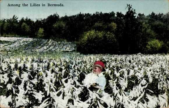 Postcard Hamilton Bermuda, Among the Lilies