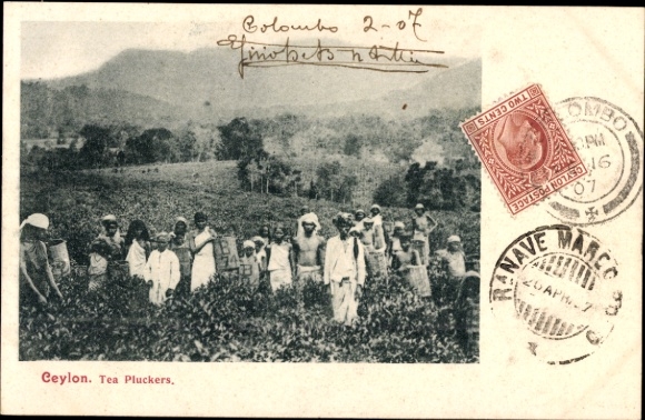 Postcard Ceylon Sri Lanka, tea pickers in the field