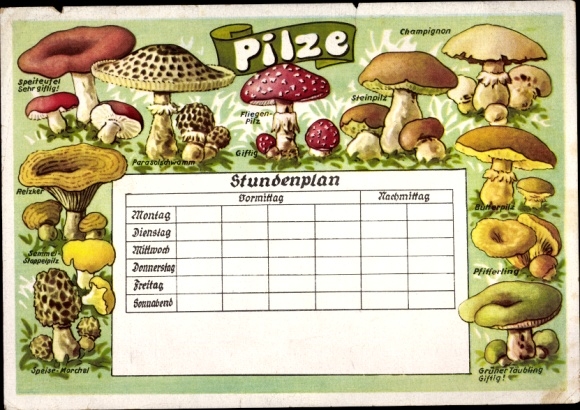 Rozkład jazdy na grzyby, pieczarki, borowiki, kurki, muchomory, borowiki około 1950 r.
