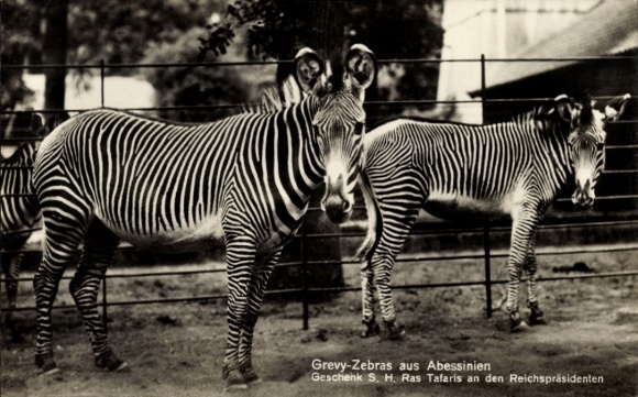 Postcard Zoo Berlin, Grevy Zebras from Abyssinia, gift from Ras Tafaris to the Reich President