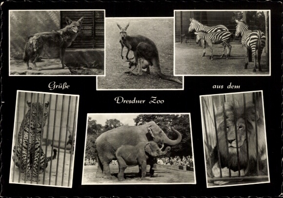 Ak Zoologischer Garten in Dresden, Löwe, Zebras, Elefanten
