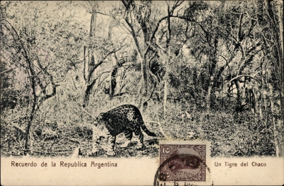 Postcard Argentina, jaguar in the forest