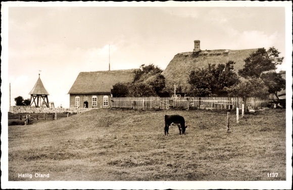 Ak Hallig Oland in Noord-Friesland, panorama van de plaats, rieten dak, koe