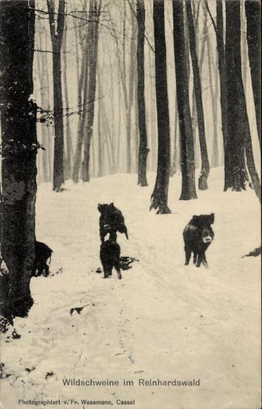 Postcard Holzhausen am Reinhardswald Immenhausen in Hesse, wild boars, winter
