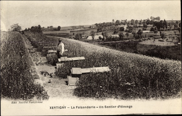 Postcard Xertigny Lothringen Vosges, La Faisanderie, a livestock trail