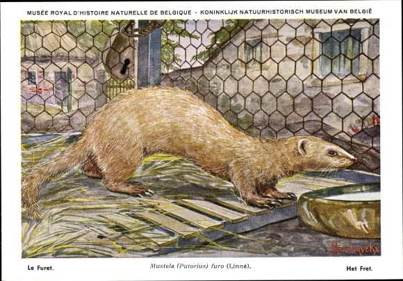 Artist PC Mustela Putorius furo, Ferret, Musée Royal D&#39;Histoire Naturelle de Belgique