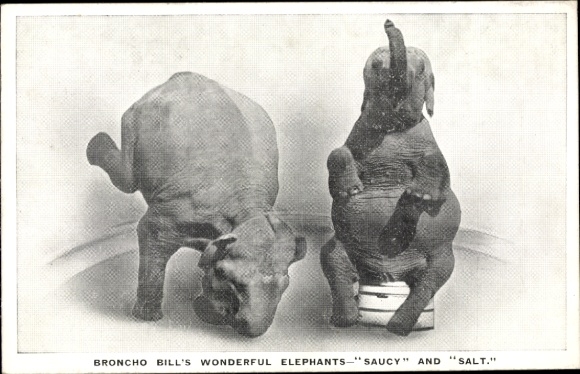 Ak Zirkus, Broncho Bills Wonderful Elephants Salty and Saucy