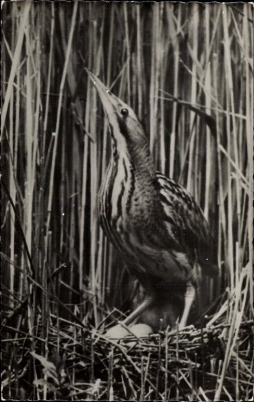Postcard bittern, bird's nest, eggs