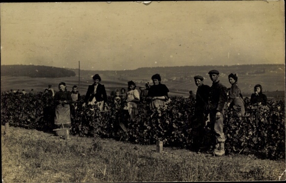 Postcard grape harvest, wine harvest