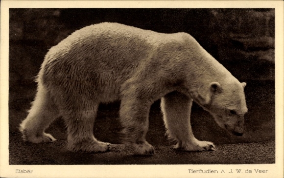 Postcard Zoological Garden, Polar Bear