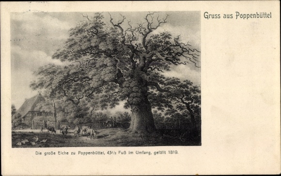 Postcard Hamburg Wandsbek Poppenbüttel, The big oak