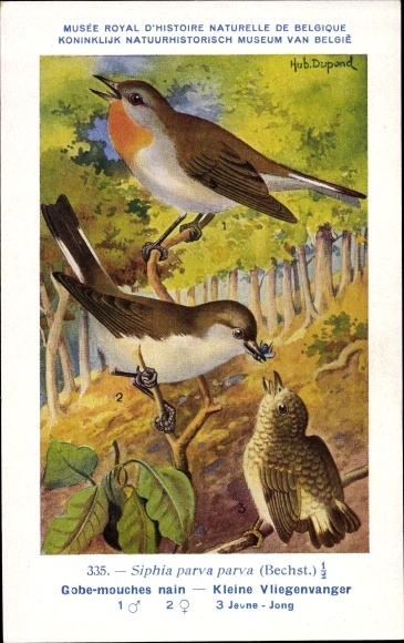 Artist Postcard Dupond, Hub., Gobe mouches nain, Kleine Vliegenvanger, Nr 335