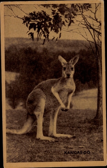 Postcard kangaroo, animal portrait