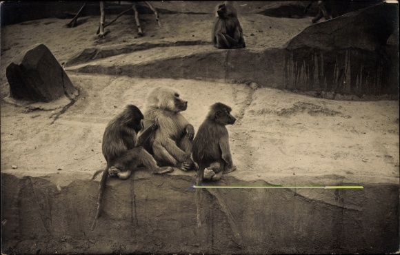 Postcard baboons, monkeys on rocks