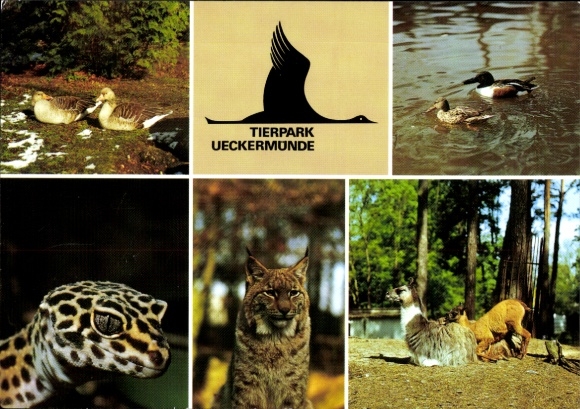 KP Ueckermünde na Pomorzu Zachodnim, ZOO: gęś gęgawa, para płaskonosów, gekon lamparci, ryś północny, La...