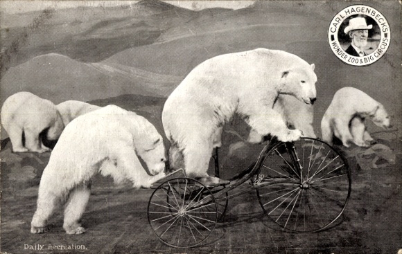 Ak Eisbär auf einem Dreirad, Carl Hagenbeck's Wonder Zoo & Big Circus, Reklame