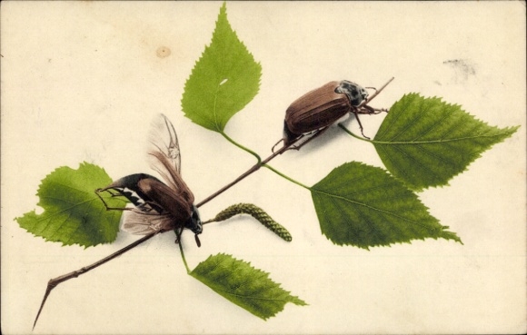 Postcard Two cockchafers on the leaves