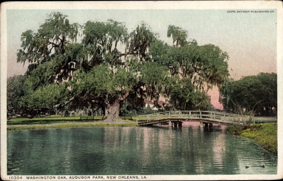 Ak New Orleans Louisiana USA, Washington Oak, Audubon Park