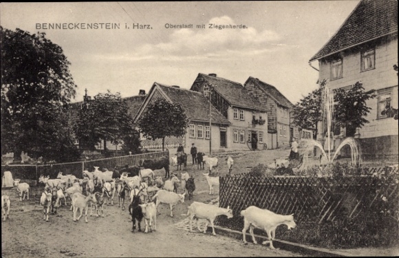 Postcard Benneckenstein Oberharz, Benneckenstein i. Harz, upper town, herd of goats, houses, people