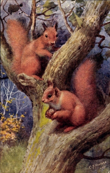 Artist Postcard Howard, CT, Two Squirrels in a Tree