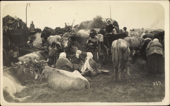 Photo Postcard Women surrounded by cattle, Eastern Europe