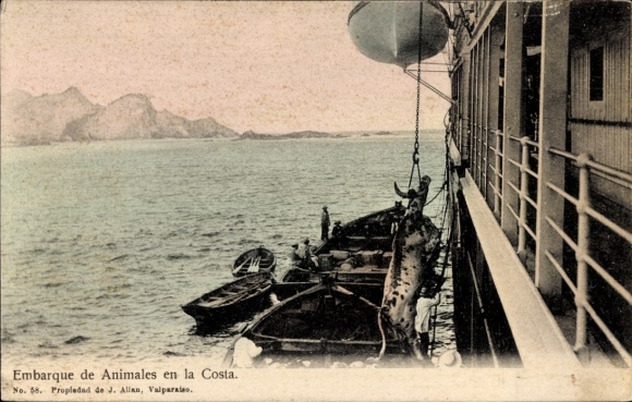 Postcard Valparaíso Chile, Embarque de Animales en la Costa