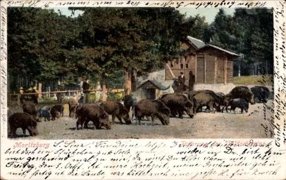 Ak Moritzburg in Sachsen, Fütterung der Wildschweine
