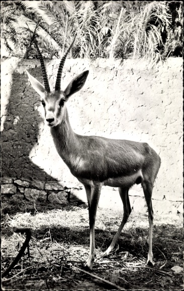 Postcard African Fauna, Sand Gazelle