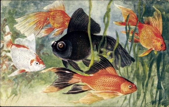 Artist PC Howard, CT, Zoological Garden London, Goldfish
