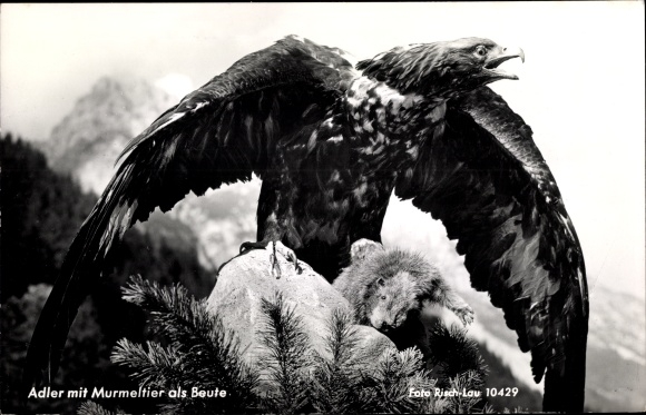 Ak Adler mit Murmeltier als Beute, Fotograf Risch Lau
