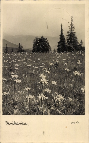 Ak Blumenwiese, Margeriten