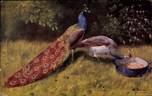 Artist Postcard peacocks eating, meadow, birds