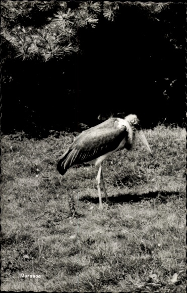 Picture bird, marabou