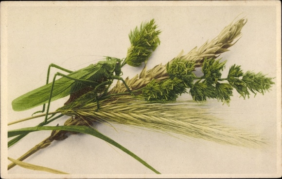 Postcard Green hay horse on the ear, locust