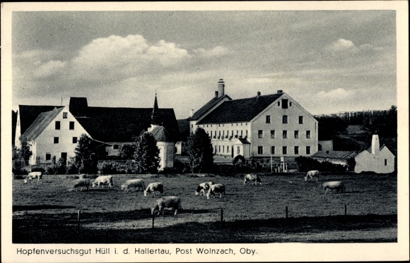 Postcard Hüll in the Hallertau region of Upper Bavaria, Hüll hop research farm, cows