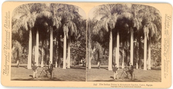 Stereo Photo Cairo Cairo Ägypten, Indian Palms in Ezbekiyeh Garden