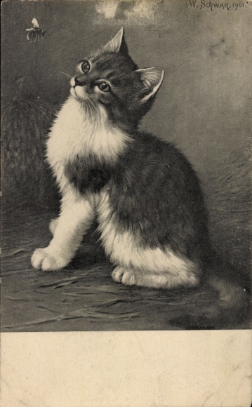 Artist Chromo-Litho Schwar, W., Young Cat, Bee