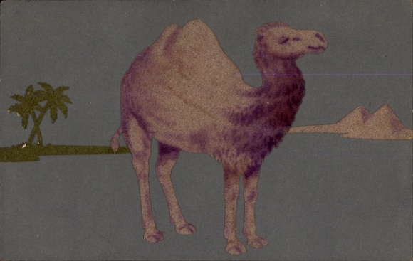 Postcard camel, palm trees, collage